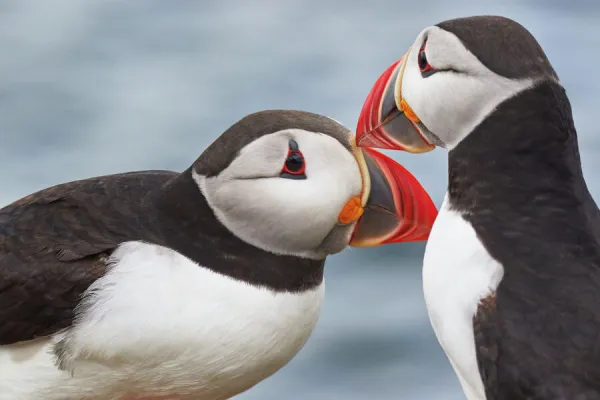 Two Atlantic Puffins (Fratercula arctica) greeting, on Staple Island, Farne Islands