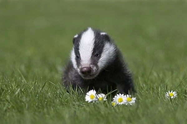 Image result for badger cub