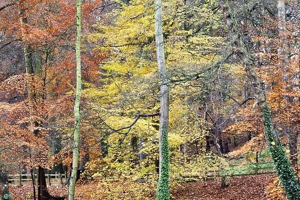 Beech Trees in Autumn on Long Walk at Mother Shiptons Knaresborough North Yorkshire England