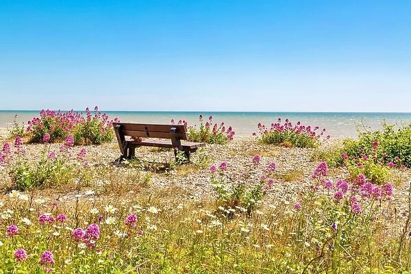 Empty bench amid wildflowers on the shingle beach at Pevensey Bay, East Sussex, England, United Kingdom, Europe