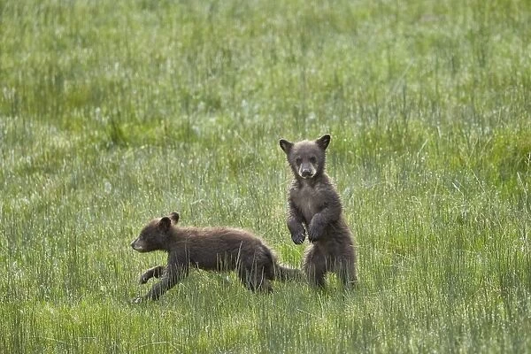Black Bear (Ursus americanus), two chocolate cubs of the year or spring cubs, Yellowstone