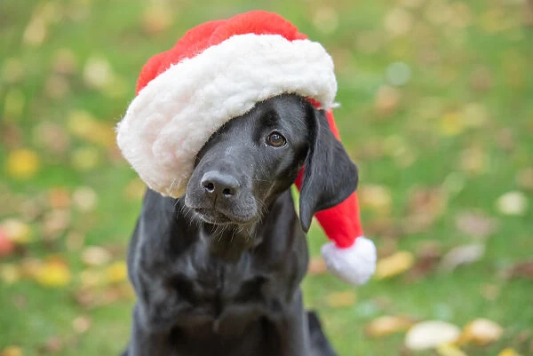 Black Labrador puppy with Christmas hat on, United Kingdom, Europe