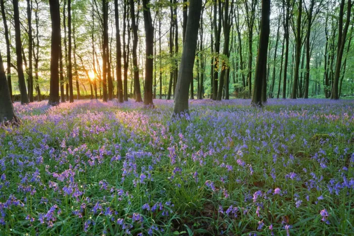 Framed Print : Bluebell Wood Print, Stow-on-the-Wold Framed Print : Bluebell Wood Print, Stow-on-the-Wold