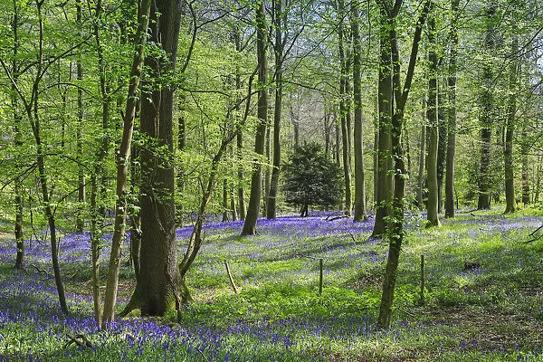 Bluebells in springtime in a classic beech tree setting at College Wood