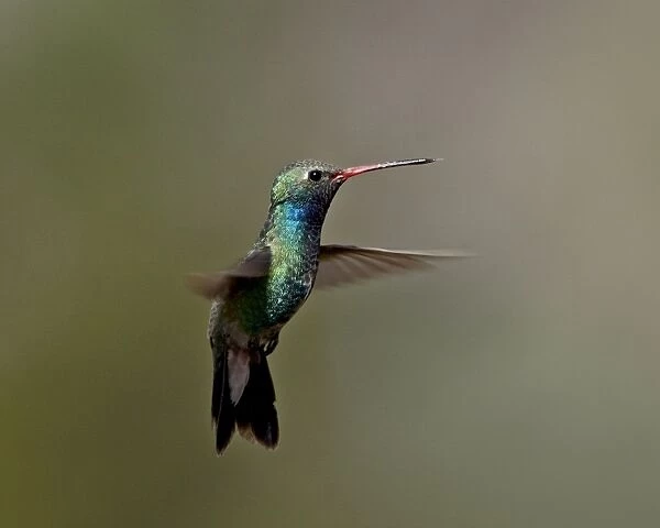 Broad-billed hummingbird (Cynanthus latirostris) hovering, Patagonia, Arizona