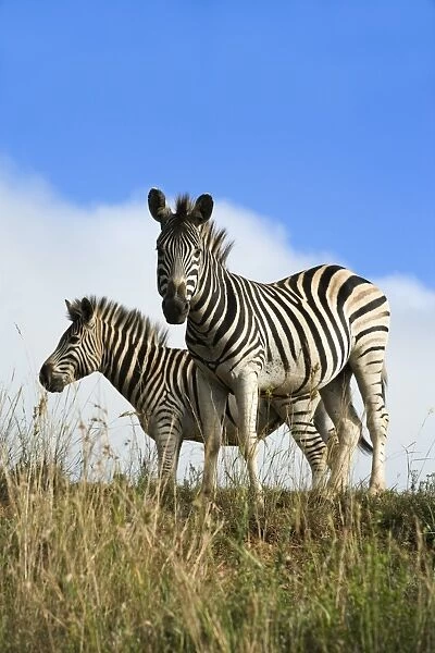 Burchells zebra (Equus burchelli), Ithala Game Reserve, KwaZulu Natal