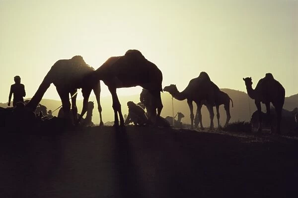 Camel Fair, Pushkar, Rajasthan state, India, Asia