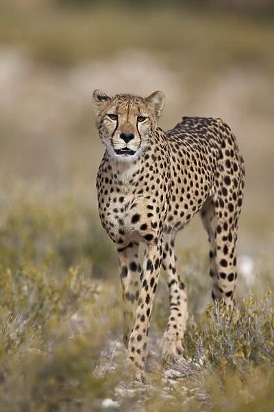 Cheetah (Acinonyx jubatus), Kgalagadi Transfrontier Park, encompassing the former