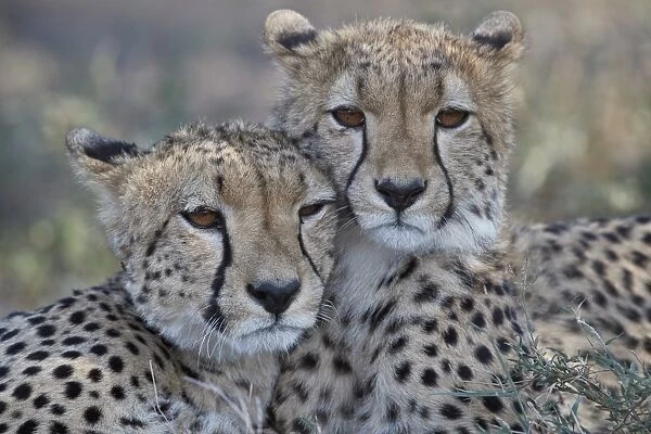 Two Cheetah (Acinonyx jubatus), Ngorongoro Conservation Area, Tanzania, East Africa