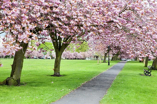 Cherry blossom on The Stray in spring, Harrogate, North Yorkshire, Yorkshire, England, United Kingdom, Europe