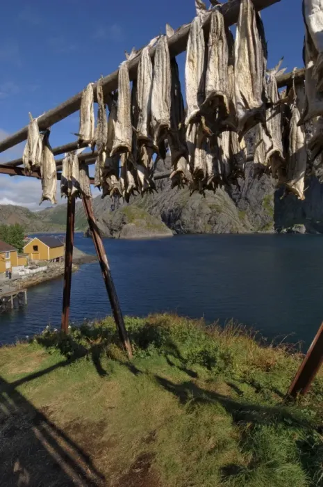 Framed Print : Cod drying Print, Nusfjord, Norway Framed Print : Cod drying Print, Nusfjord, Norway