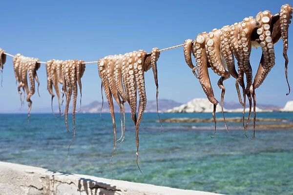 Drying Octopus, Mandrakia, Milos, Cyclades, Aegean Sea, Greek Islands, Greece, Europe