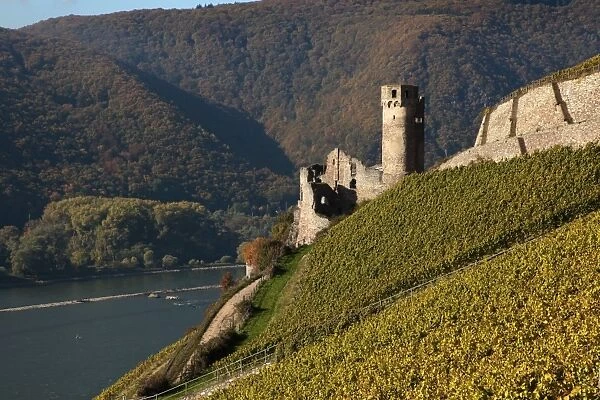 Ehrenfels Castle near Rudesheim, Rhine Valley, Hesse, Germany, Europe