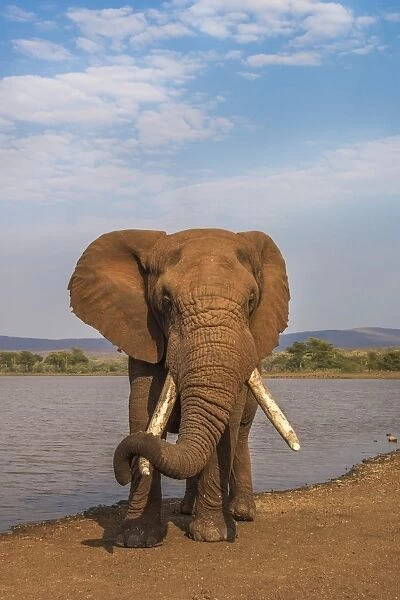Elephant (Loxodonta africana) resting trunk on its tusk, Zimanga game reserve, KwaZulu-Natal