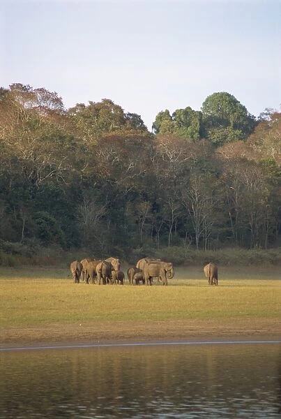 Elephants at the Periyar Wildlife Sanctuary
