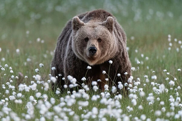 Eurasian brown bear (Ursus arctos arctos) in swamp filled with flowering cotton grass (Eriophorum angustifolium), Finland, Europe