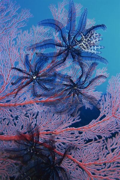 Featherstars feeding in current on red gorgonian
