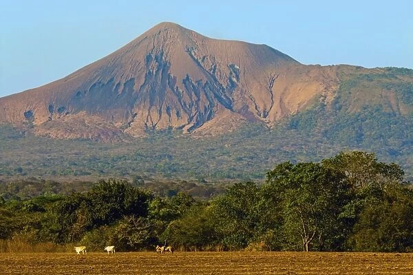 Fields north of Leon and Volcan Telica, one of the countrys most active volcanoes, in the North West volcanic chain, Leon, Nicaragua, Central America