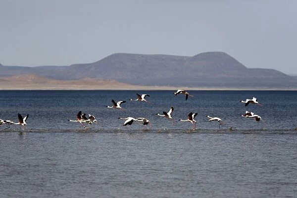 Flamingos taking off from Lac Abbe, Djibouti, Africa
