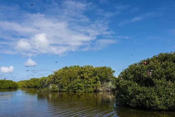 Frigate bird colony in the Codrington lagoon, Barbuda, Antigua and Barbuda, West Indies, Caribbean, Central America