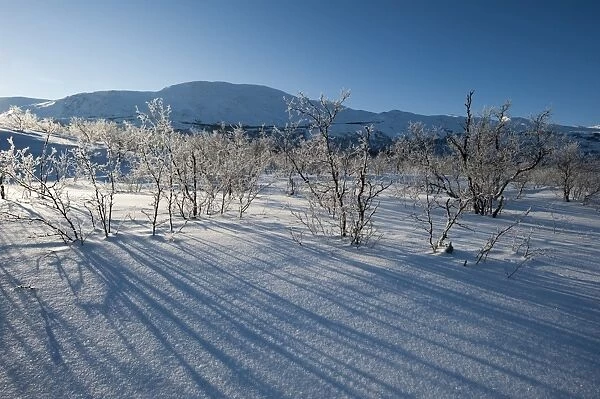 A frozen landscape near Kiruna, Sweden, Scandinavia, Europe