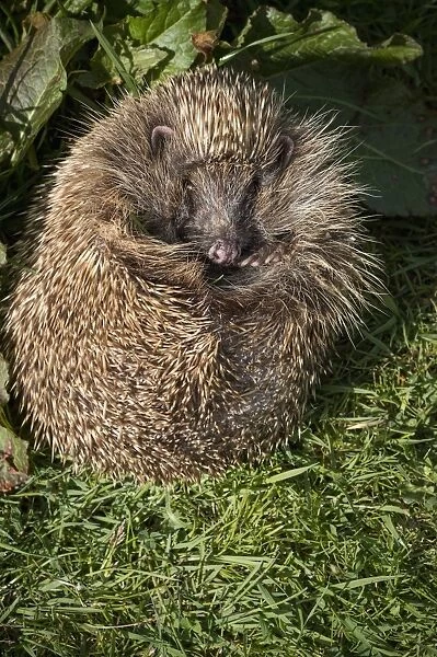 Hedgehog (Erinaceinae), Devon, England, United Kingdom, Europe