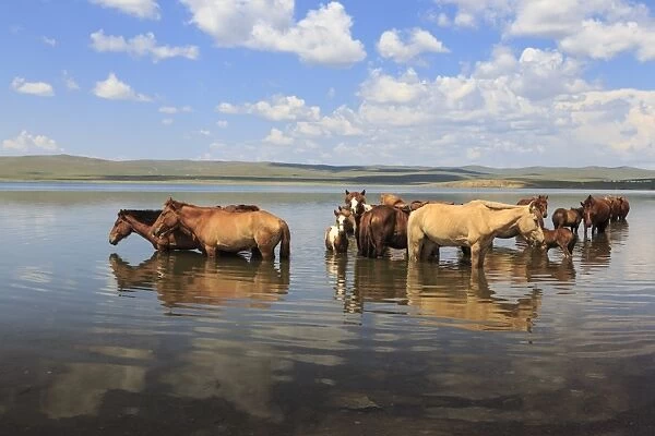 Herd of horses and foals cool off by standing in a lake in summer, Arkhangai, Central Mongolia