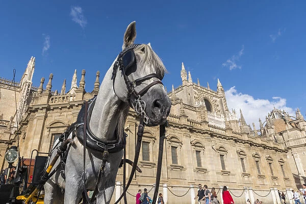 A horse attached to a carriage waiting for tourists in front of Catedral de Sevilla