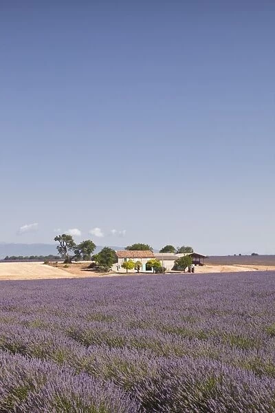 A house amongst lavender fields on the Plateau de Valensole, Alpes-de-Haute-Provence, Provence, France, Europe