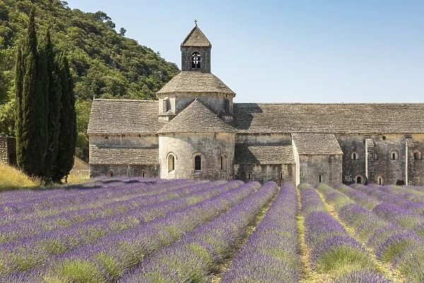 Lavender crop in front of Senanque Abbey, Gordes, Vaucluse, Provence-Alpes-Cote d Azur