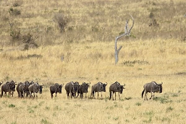 Line of blue wildebeest (brindled gnu) (Connochaetes taurinus), Masai Mara National Reserve