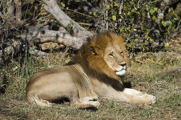 Lion (Panthera leo), Moremi Game Reserve, Okavango Delta, Botswana, Africa