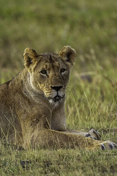 A Lion (Panthera leo), in the Msai Mara National Reserve, Kenya, East Africa, Africa