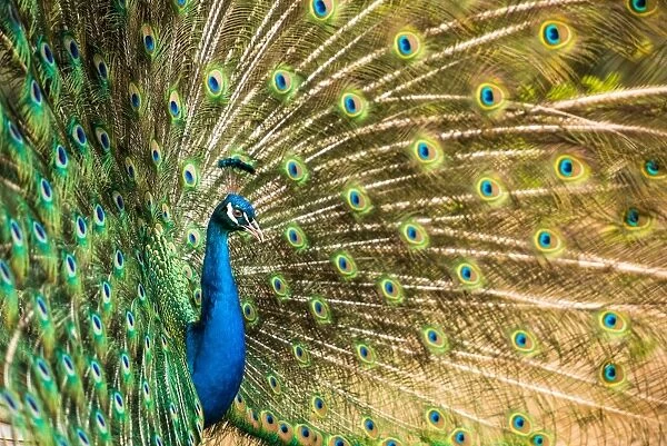 Male peacock displaying, United Kingdom, Europe (Photos Framed,...)  #12396778