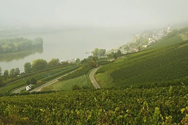 Morning fog over the River Rhine, near Lorch, Hesse, Germany, Europe