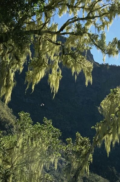 Moss covered trees, Plaine des Fraises, Cirque de Cilaos, Reunion, Africa
