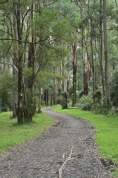 Mountain Ash forest, Dandenong Ranges National Park, Dandenong Ranges, Victoria