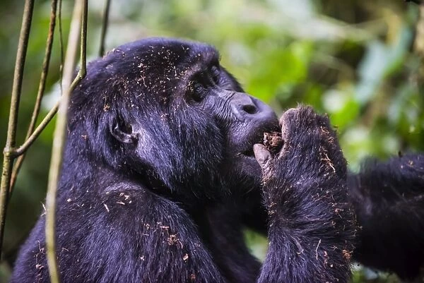 Mountain gorilla (Gorilla beringei beringei) in the Bwindi Impenetrable National Park, Uganda, East Africa, Africa