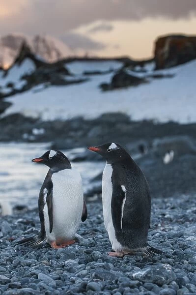 Penguin colony on half Moon Bay, South Shetland Islands, Antarctica, Polar Regions