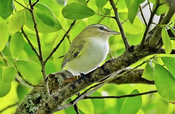 Red Eyed Vireo (vireo olivaceus), a small songbird common throughout the Americas, Bermuda, North Atlantic, North America