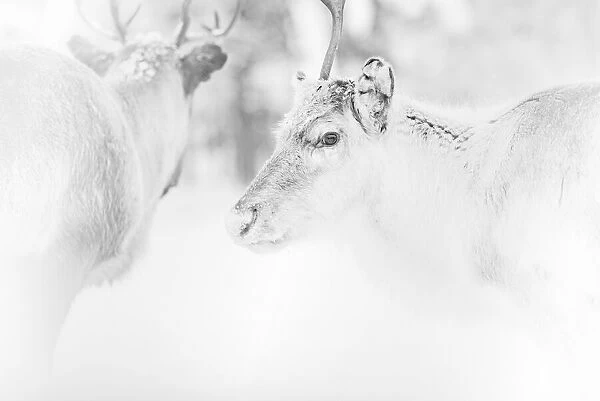 Reindeer, Lapland, Finland