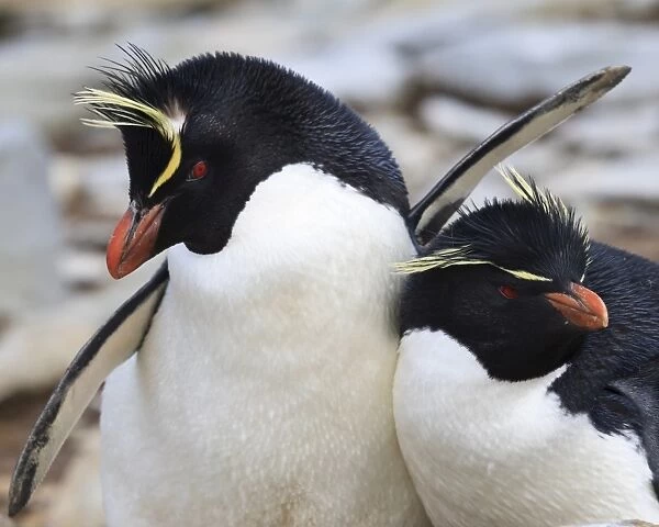 Rockhopper penguin (Eudyptes chrysocome) courtship behaviour, Rockhopper Point, Sea Lion Island, Falkland Islands, South America