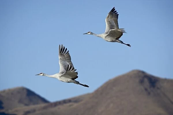 Two sandhill crane (Grus canadensis) in flight