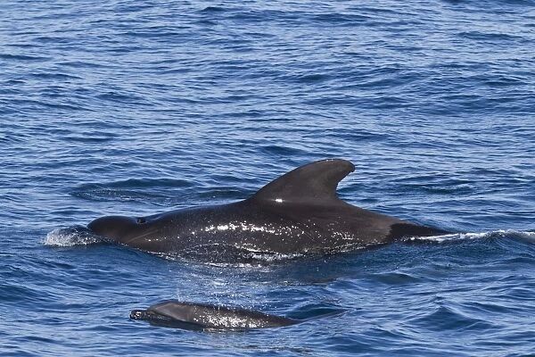 Short-finned pilot whale (Globicephala macrorhynchus) and bottlenose dolphin (Tursiops truncatus), Isla San Pedro Martir, Gulf of California (Sea of Cortez), Baja California Norte, Mexico, North America