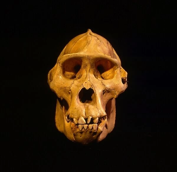 Skull of Mountain Gorilla (Gorilla gorilla beringei), holotype 1902, Museum fur Natuurkunde