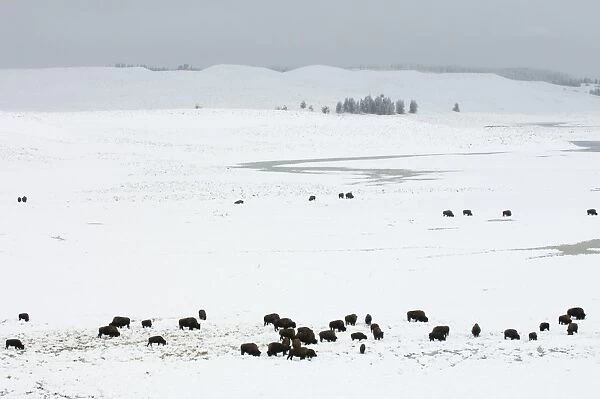 SP022336. Bison herd in snow covered field, Hayden Valley