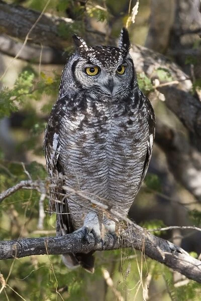 A spotted eagle-owl (Bubo africanus) perching on a tree, Botswana, Africa