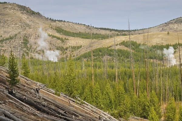 Steam from Imperial and Spray Geysers through regenerating forest, Midway Geyser Basin, Yellowstone National Park, UNESCO World Heritage Site, Wyoming, United States of America, North America