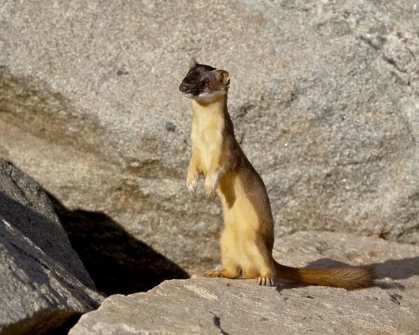 Stoat (Short-tailed weasel) (Mustela erminea), Mount Evans, Colorado, United States of America