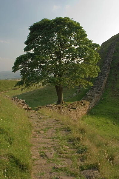 Sycamore Gap, location for scene in the film Robin Hood Prince of Thieves